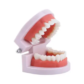 Lab Burnos Švietimo Typodont Demonstravimo Dantų Mokymo Dantų Modelio Dantų Protezų Modelio Kūnas, Rausvos Dantenos Standartas Dantų Modelis