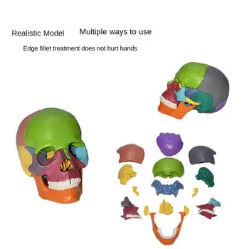 Žmogaus Anatomijos Modelis Spalva Mokymo 13.5x8.5x9.5cm Mokymo Priemones Skeleto Modelis Dervos Užapvalintais Kampais Produkto Tikroviška